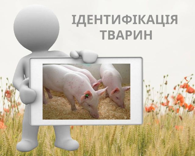 Обов’язковість проведення ідентифікації та реєстрації тварин