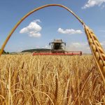 В БІЛЯЇВСЬКІЙ ГРОМАДІ ЗАВЕРШИЛИСЬ ЖНИВА-2023