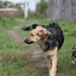 Безпритульні тварини – це тварини, які ще вчора були домашніми