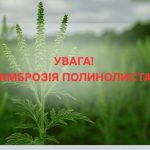 Амброзія: небезпечний бур’ян, що загрожує довкіллю та здоров’ю людей.